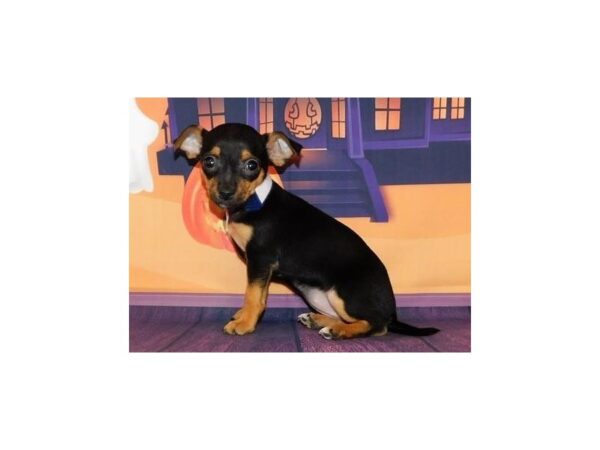 Chorkie-DOG-Female-Black / Tan-20465-Petland Batavia, Illinois