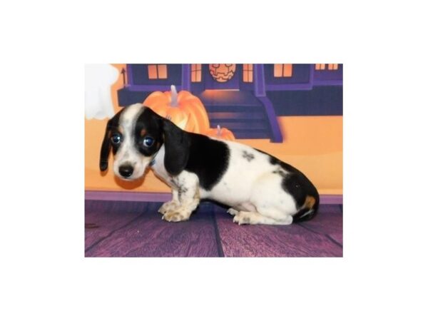 Dachshund DOG Male Black White / Tan 20458 Petland Batavia, Illinois