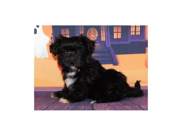 Havanese DOG Female Black 20460 Petland Batavia, Illinois