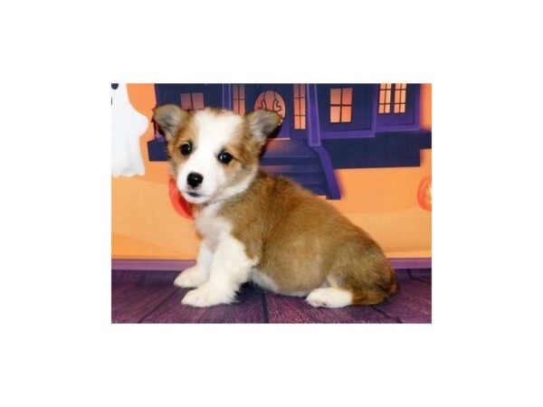 Pembroke Welsh Corgi DOG Female Sable 20461 Petland Batavia, Illinois