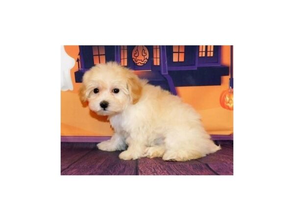 Malti-Poo DOG Female Cream 20466 Petland Batavia, Illinois