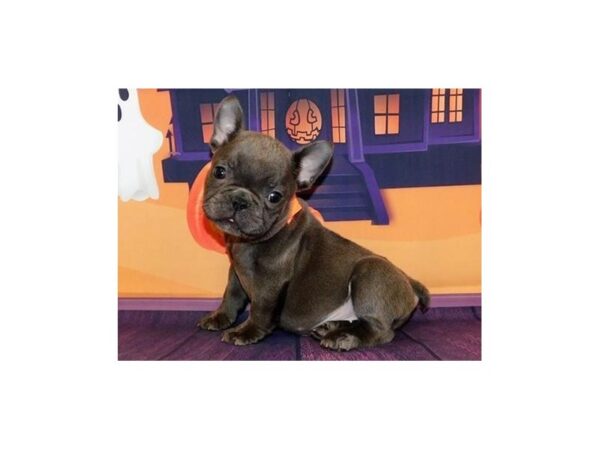 French Bulldog DOG Female Blue 20459 Petland Batavia, Illinois