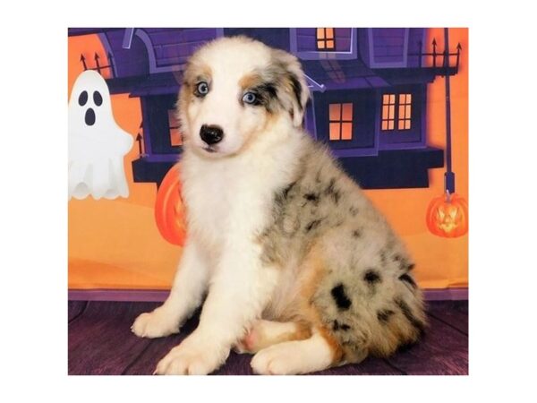 Australian Shepherd DOG Female Blue Merle 20456 Petland Batavia, Illinois
