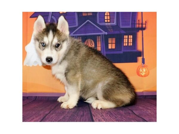 Siberian Husky-DOG-Female-Gray / White-12337-Petland Batavia, Illinois