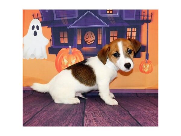 Jack Russell Terrier DOG Male Red / White 12338 Petland Batavia, Illinois