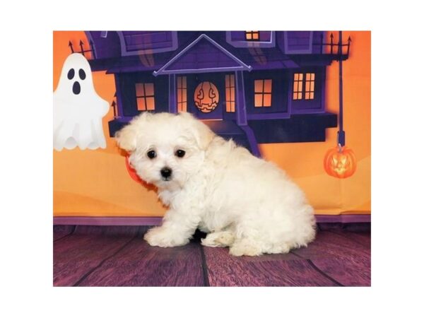 Malti Poo DOG Female White 12344 Petland Batavia, Illinois