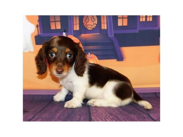 Dachshund DOG Female Chocolate / White 12333 Petland Batavia, Illinois
