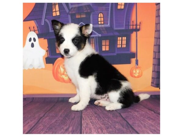 Australian Shepherd/Heeler-DOG-Female-Black-12341-Petland Batavia, Illinois