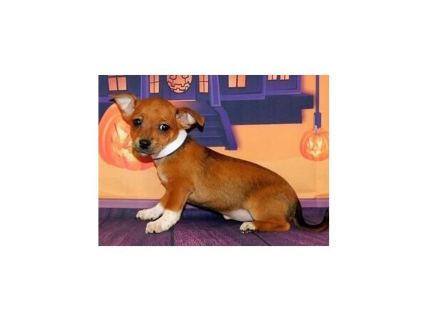 Chorkie-DOG-Female-Red Sable-12343-Petland Batavia, Illinois