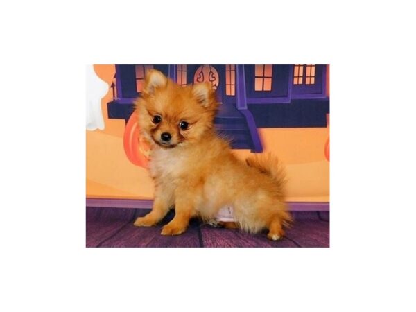 Pomeranian DOG Male Orange Sable 12335 Petland Batavia, Illinois