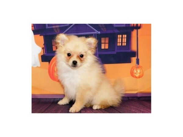 Pomeranian DOG Female Cream 12336 Petland Batavia, Illinois