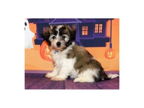Havanese DOG Female Gold / White 12340 Petland Batavia, Illinois