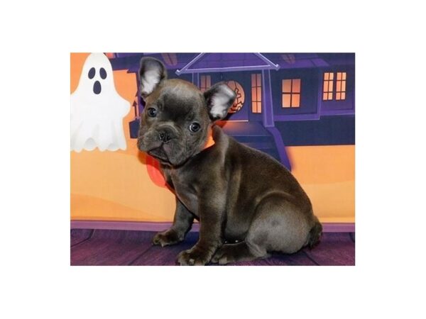 French Bulldog DOG Male Blue 12334 Petland Batavia, Illinois