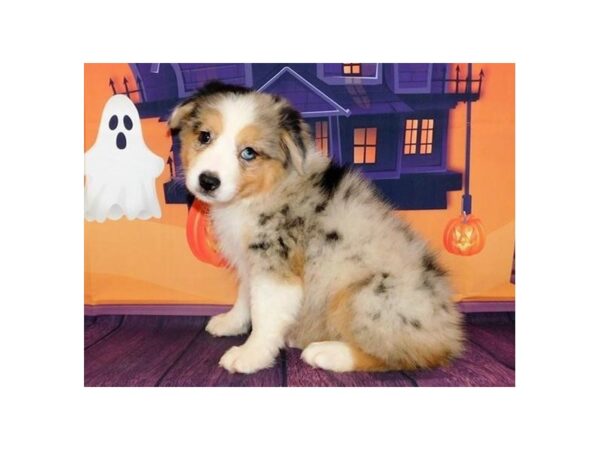 Australian Shepherd-DOG-Female-Blue Merle-12332-Petland Batavia, Illinois