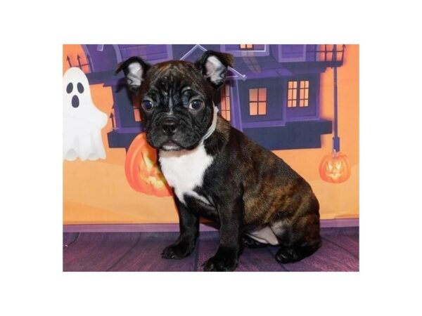 Frenchton DOG Female Black Brindle / White 12342 Petland Batavia, Illinois