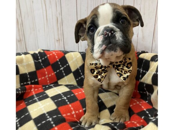 English Bulldog DOG Female Red 20471 Petland Batavia, Illinois
