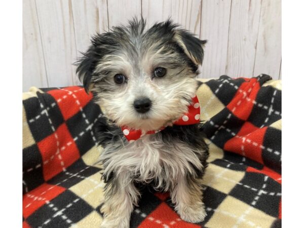 Morkie DOG Female Black / Gold 20470 Petland Batavia, Illinois