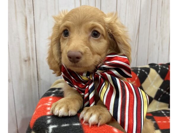 Dachshund DOG Male Red 20467 Petland Batavia, Illinois