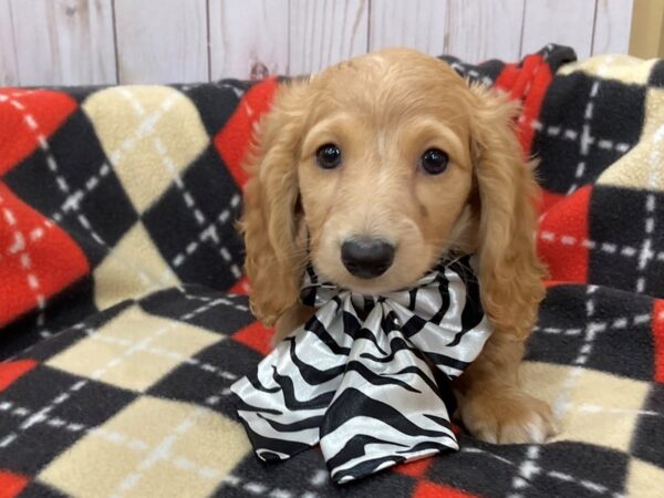Dachshund DOG Female Red 20468 Petland Batavia, Illinois