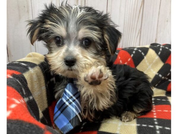 Morkie DOG Male Black / Gold 20469 Petland Batavia, Illinois