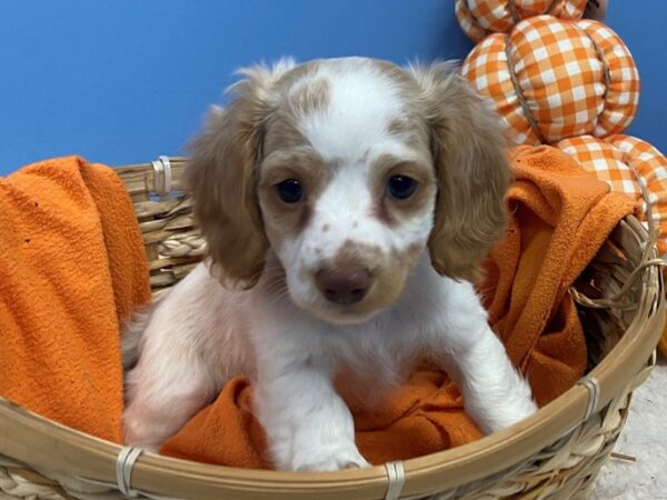 Dachshund DOG Female Red / White 20215 Petland Batavia, Illinois
