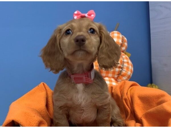 Dachshund DOG Female Red 20216 Petland Batavia, Illinois