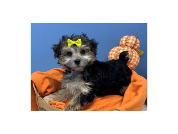 Maltese/Yorkie-DOG-Female-Black / Gold-20207-Petland Batavia, Illinois