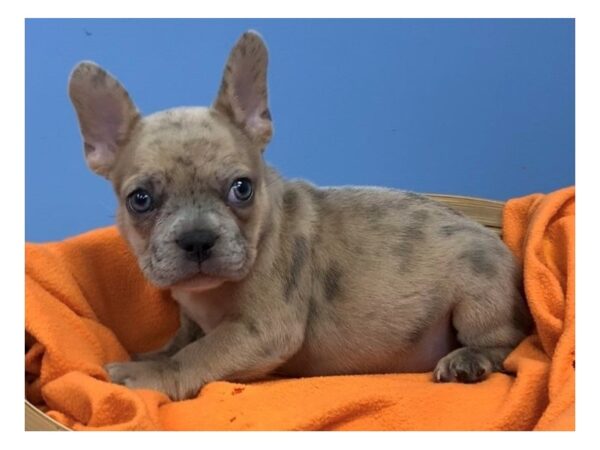 French Bulldog DOG Male Blue Fawn Merle 20490 Petland Batavia, Illinois