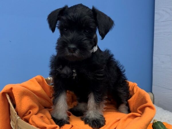 Miniature Schnauzer DOG Male Black and Silver 20236 Petland Batavia, Illinois
