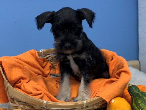 Miniature Schnauzer-DOG-Female-Black and Silver-12356-Petland Batavia, Illinois