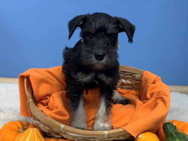 Miniature Schnauzer-DOG-Male-Black and Silver-20489-Petland Batavia, Illinois