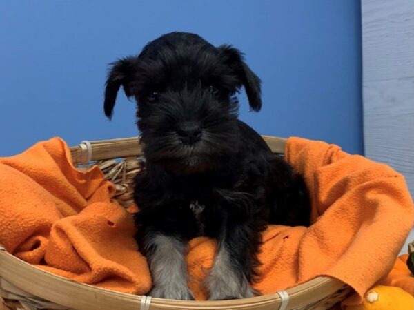Miniature Schnauzer-DOG-Male-Black and Silver-12355-Petland Batavia, Illinois