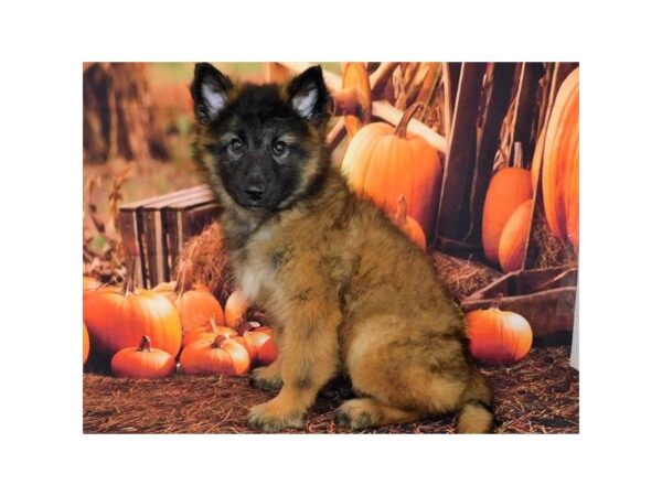 Belgian Tervuren DOG Female Mahogany / Black 20481 Petland Batavia, Illinois