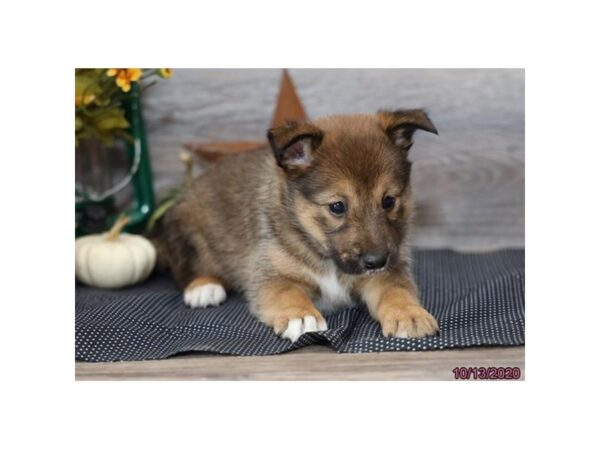Sheltie Inu DOG Male Red 20484 Petland Batavia, Illinois
