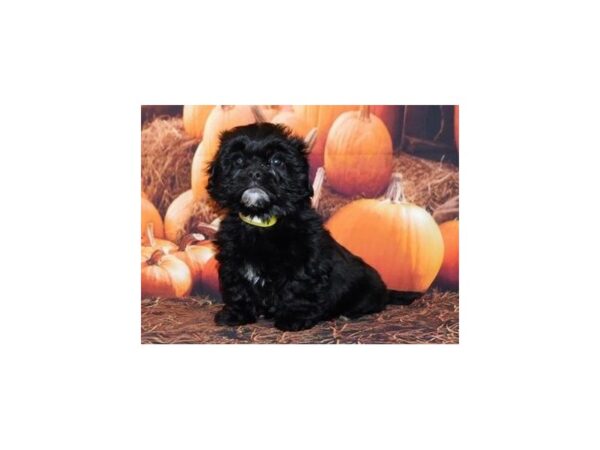 Peke-A-Poo-DOG-Female-Black-20239-Petland Batavia, Illinois