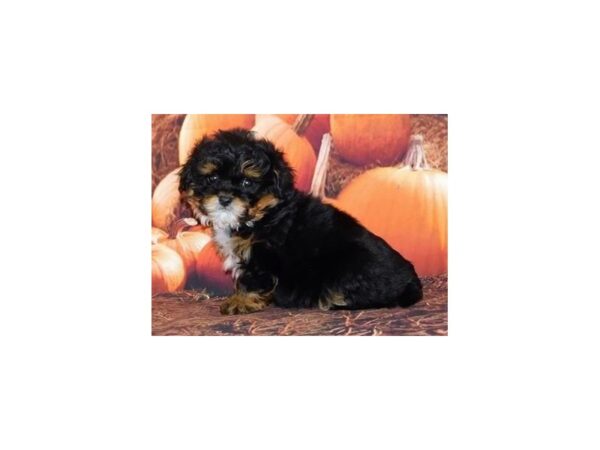 Peke-A-Poo DOG Male Black / Tan 20479 Petland Batavia, Illinois