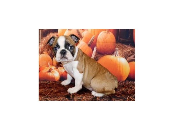 Boston Terrier DOG Male Fawn / White 20480 Petland Batavia, Illinois