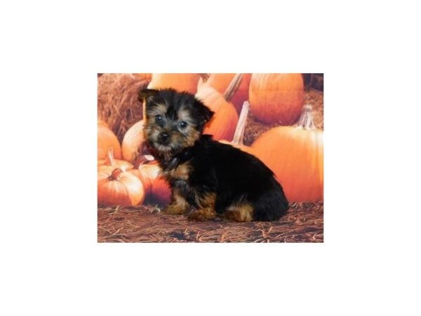 Silky Terrier DOG Female Black / Tan 20482 Petland Batavia, Illinois