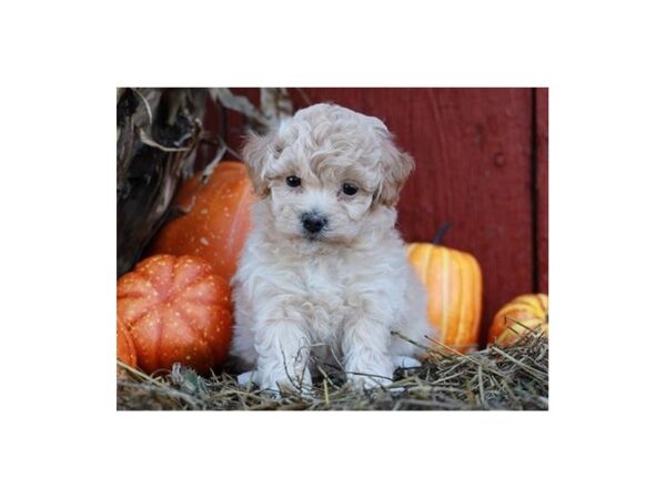 Bichon Poo DOG Female Apricot 20242 Petland Batavia, Illinois