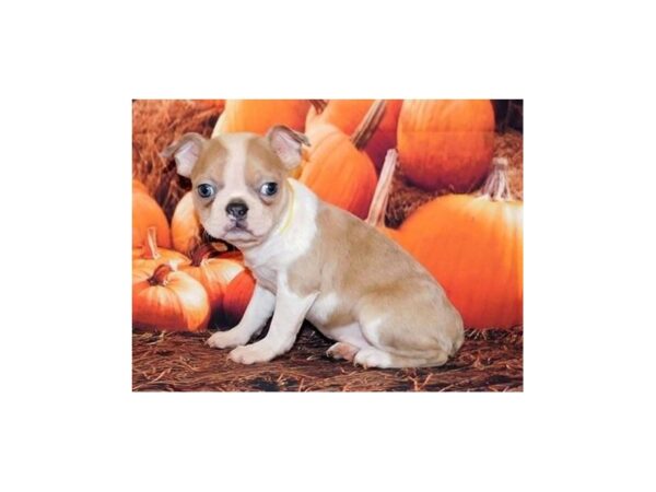 Boston Terrier-DOG-Female-Blue Fawn / White-12354-Petland Batavia, Illinois