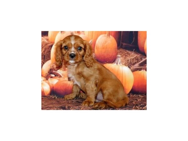 Cavalier King Charles Spaniel-DOG-Male-Ruby-12351-Petland Batavia, Illinois