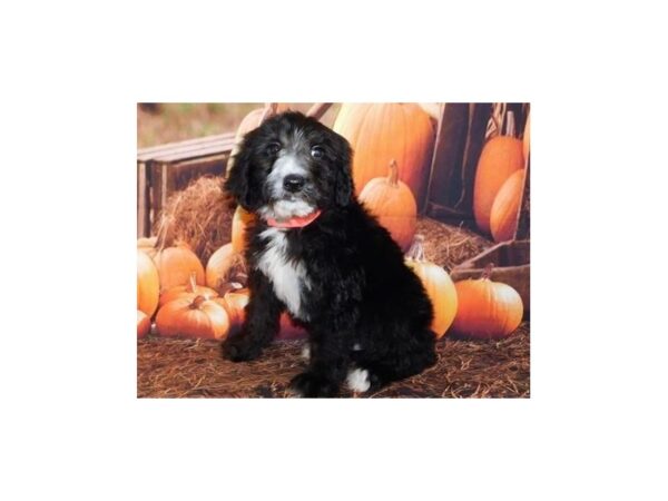 Sheepadoodle-DOG-Male-Black-12352-Petland Batavia, Illinois