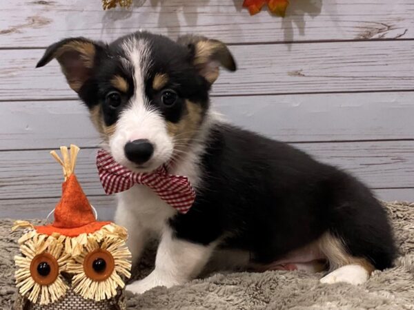 Pembroke Welsh Corgi DOG Male Tri Colored 12349 Petland Batavia, Illinois