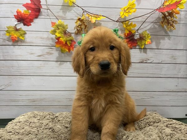 Golden Retriever DOG Female Dark Golden 12350 Petland Batavia, Illinois