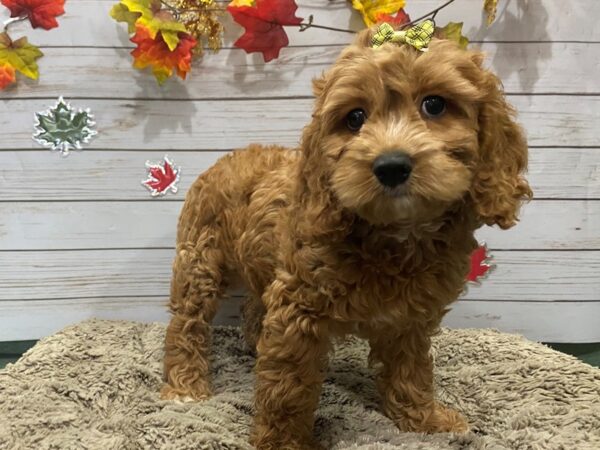 Cock A Poo DOG Female Buff 12345 Petland Batavia, Illinois