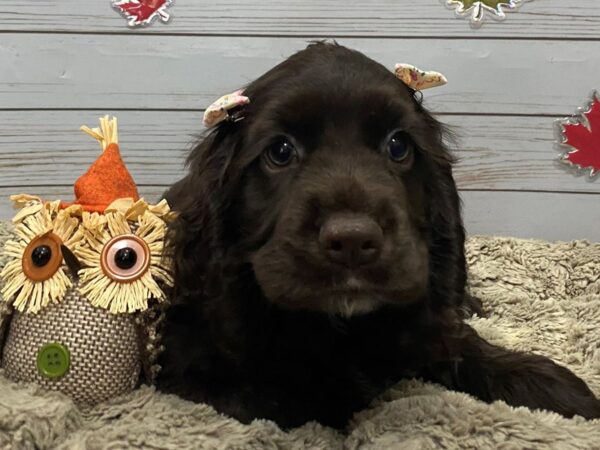 Cocker Spaniel-DOG-Female-Chocolate-12347-Petland Batavia, Illinois