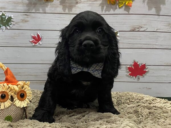 Cocker Spaniel DOG Male Black 12346 Petland Batavia, Illinois