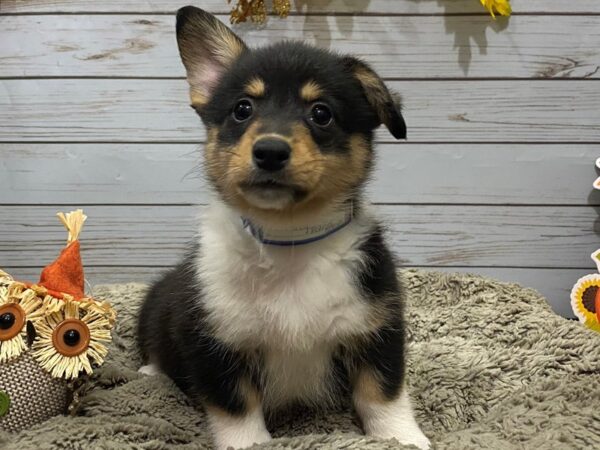 Pembroke Welsh Corgi DOG Female Tri Colored 12348 Petland Batavia, Illinois