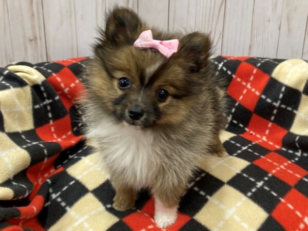 Pomeranian DOG Female Wolf Sable 20487 Petland Batavia, Illinois