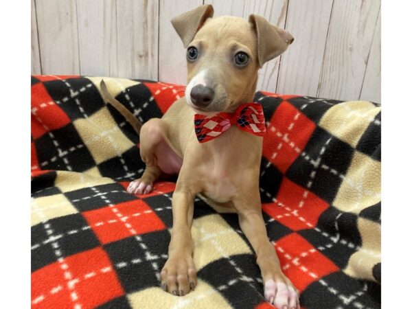 Italian Greyhound DOG Male Blue Fawn 20483 Petland Batavia, Illinois